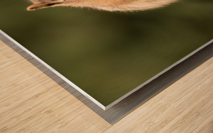 Cute Chipmunk well fed on nuts and seeds Impression sur bois