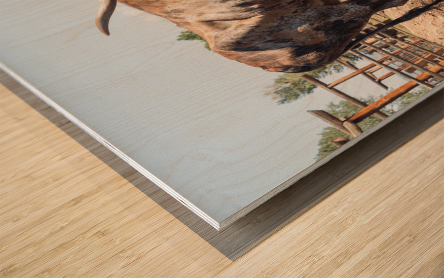 Old Longhorn bull in paddock Impression sur bois