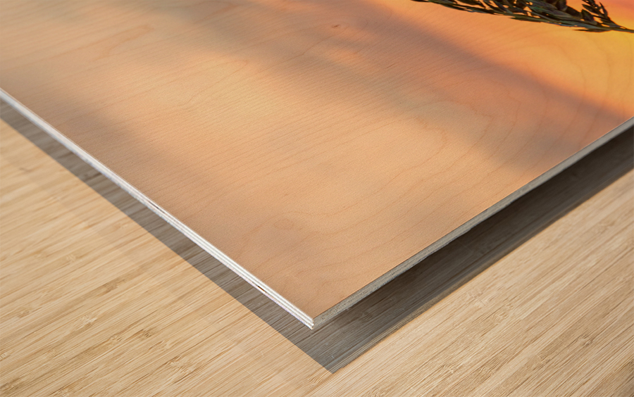 Sea Oats against rising sun in Florida Wood print