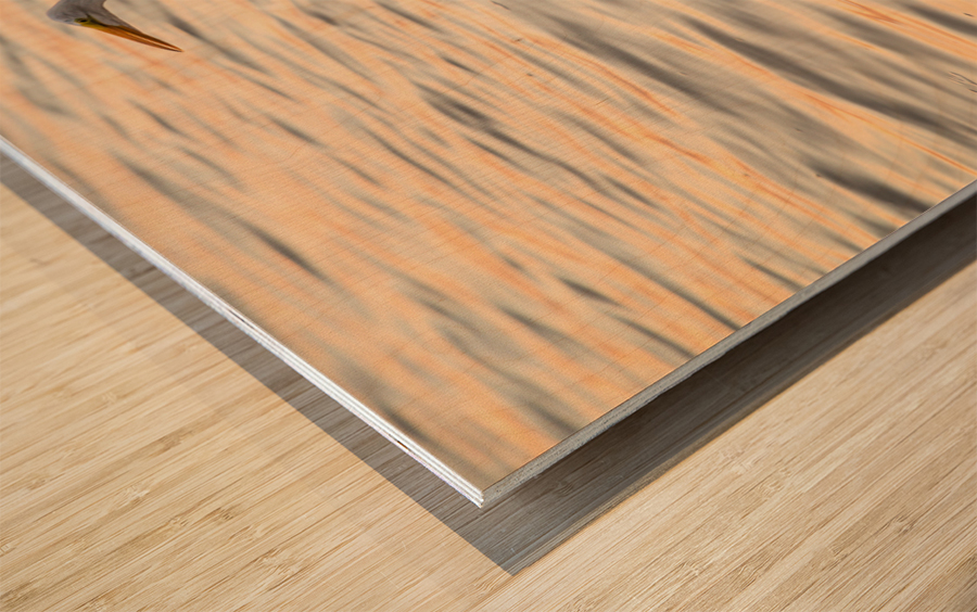 Great white egret in the sea off Tampa in Gulf Wood print