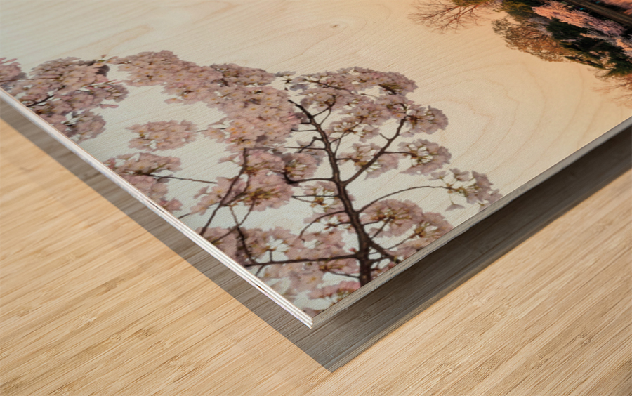 Wide Vista of Beautiful early cherry blossoms Jefferson Memorial Impression sur bois