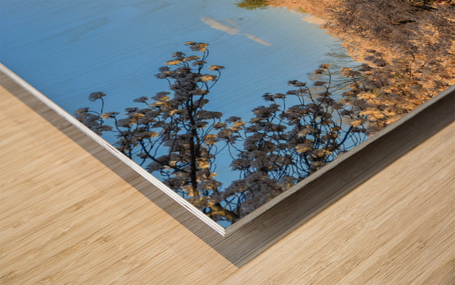 Washington Monument towers above blossoms Wood print