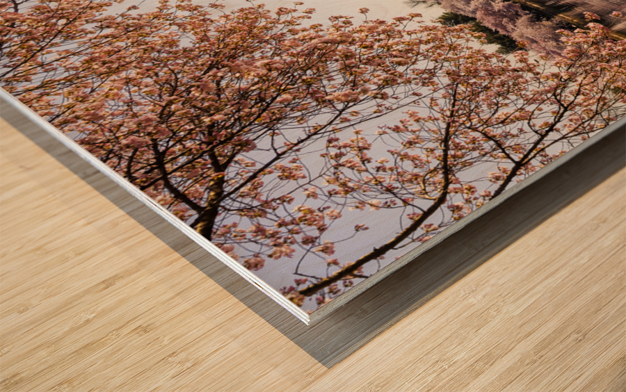 Washington Monument towers above blossoms Wood print