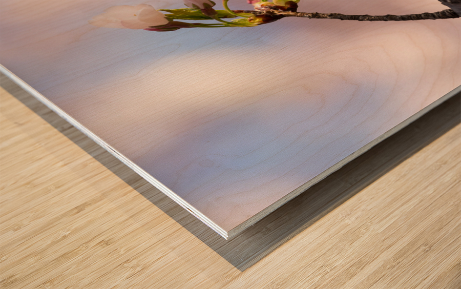 Close up of Cherry Blossom flowers Wood print