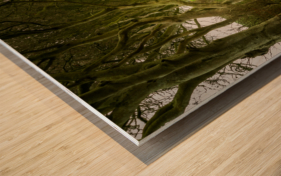 Dark Hedges road through old trees Impression sur bois