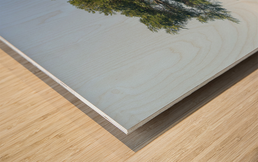 Large acacia or koa tree Kauai Wood print