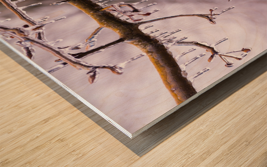 Ice covered branches start to melt to icicles Impression sur bois