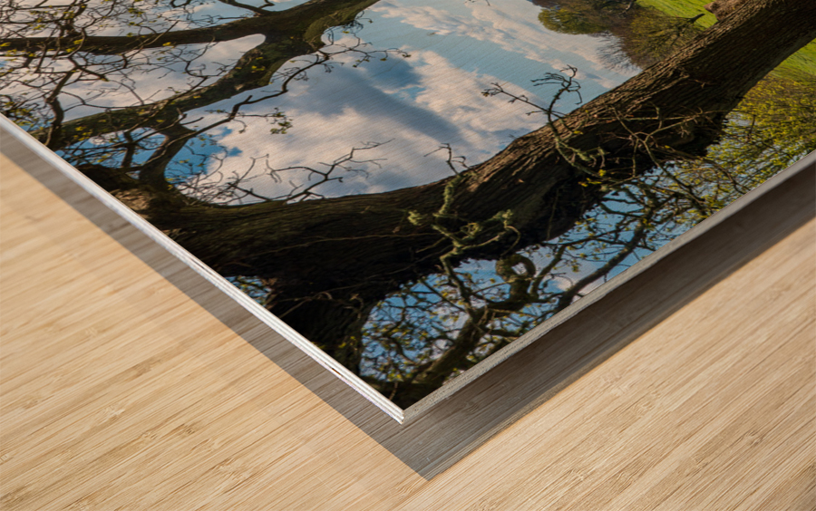 View across daffodils to River Fal near Truro Wood print