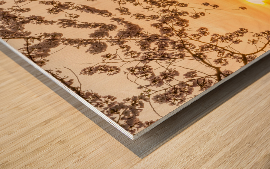 Sun rising by Cherry Blossoms and Jefferson Memorial Wood print