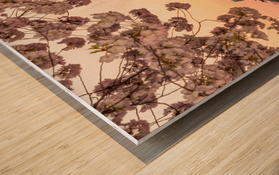 Cherry Blossom and Jefferson Memorial at sunrise Wood print