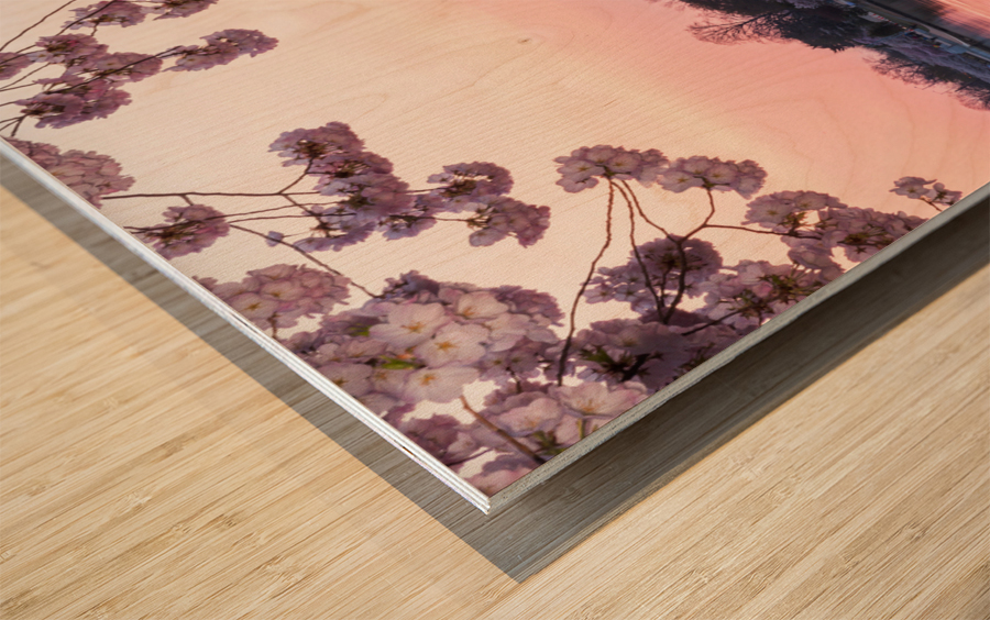 Pink colors of Cherry Blossom and Jefferson Memorial at sunrise Wood print