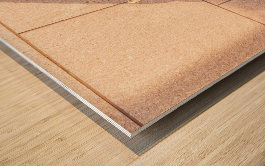 Pet dog at Roosevelt memorial Washington DC Wood print