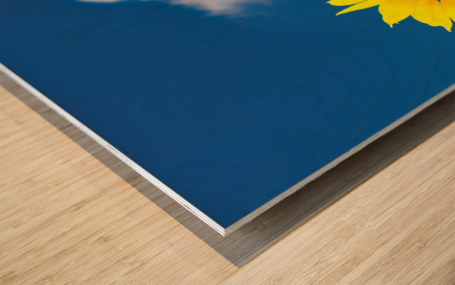 Single sunflower blossom against blue sky Wood print