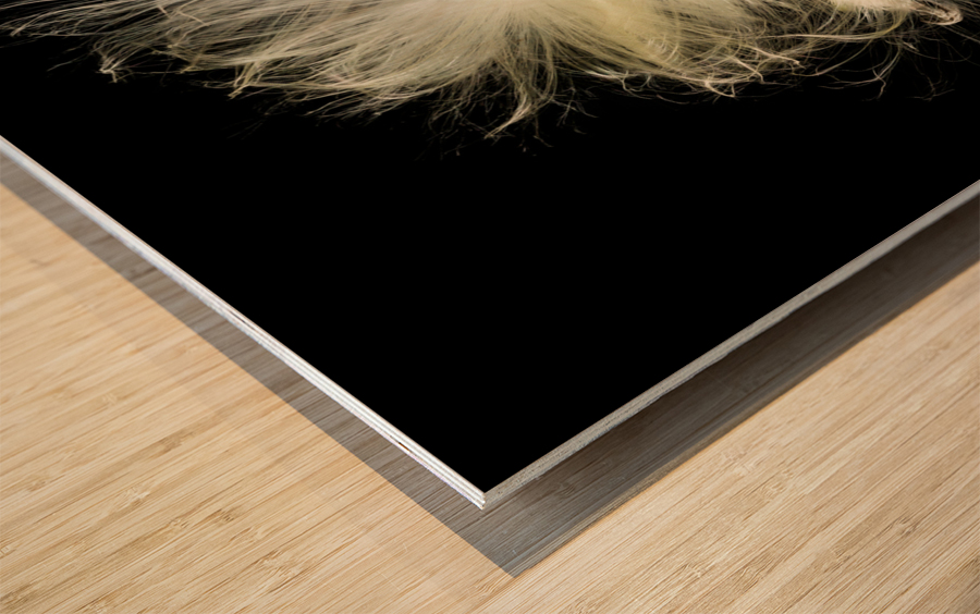 Macro photo of swamp milkweed seed pod Wood print