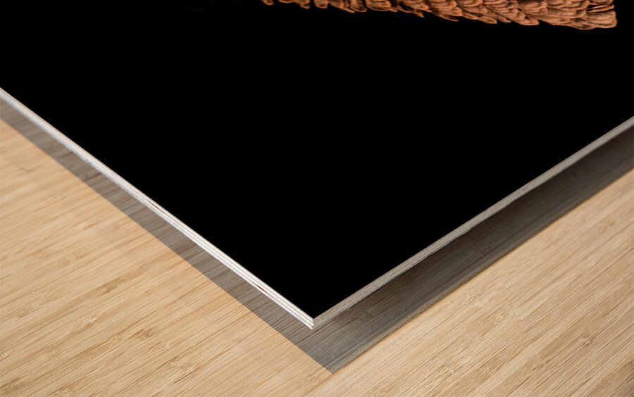 Macro photo of swamp milkweed seed pod Wood print