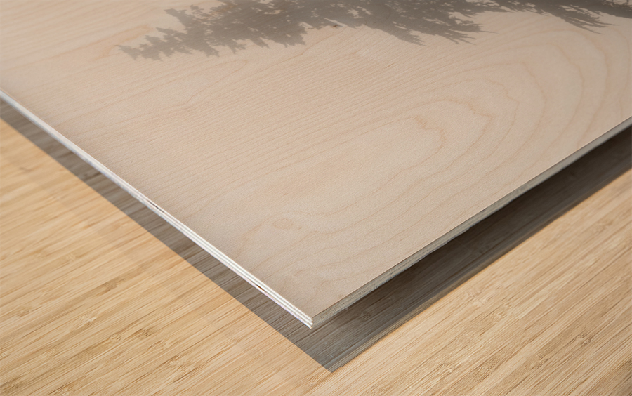 Mist and fog envelop two pine trees Impression sur bois