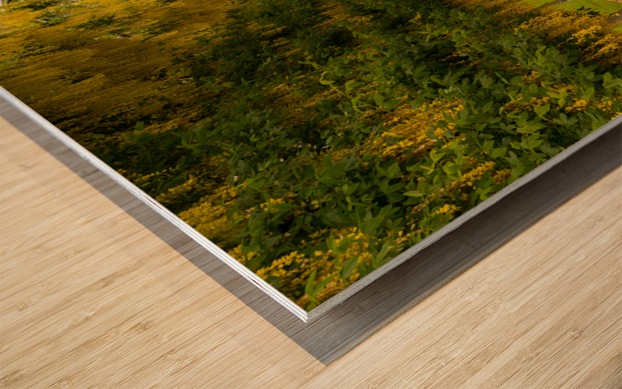 Laburnum Arch in full bloom over grass path Wood print