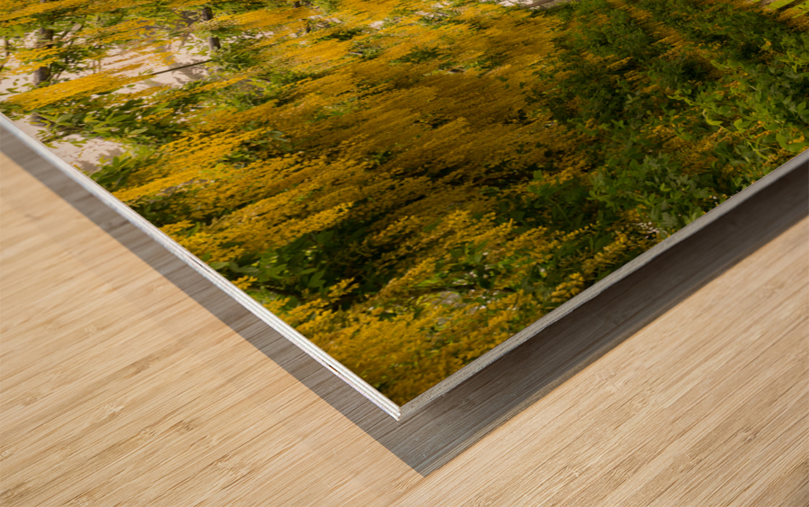 Laburnum Arch in full bloom over grass path Wood print