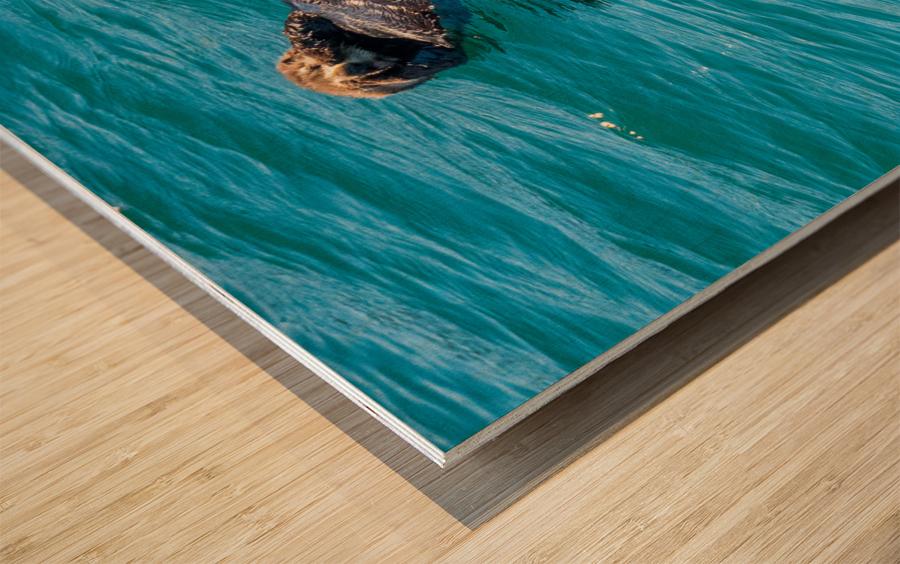 Sea Otter floating in Resurrection Bay near Seward Wood print