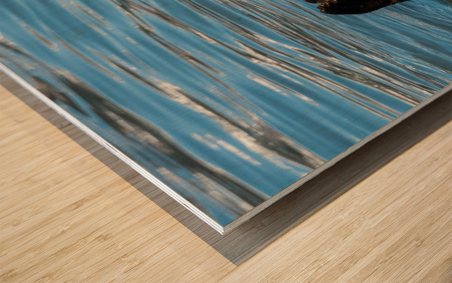 Sea Otter floating in Resurrection Bay near Seward Wood print