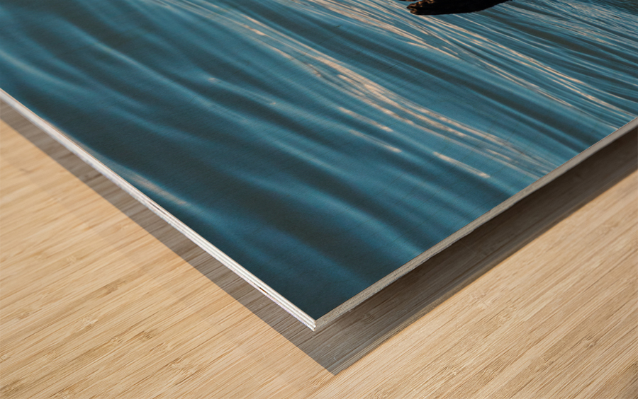 Sea Otter floating in Resurrection Bay near Seward Wood print