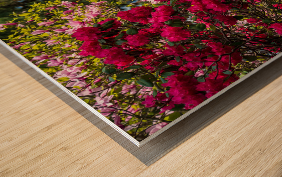 Azaleas and Rhododendron trees surround pathway in spring Wood print