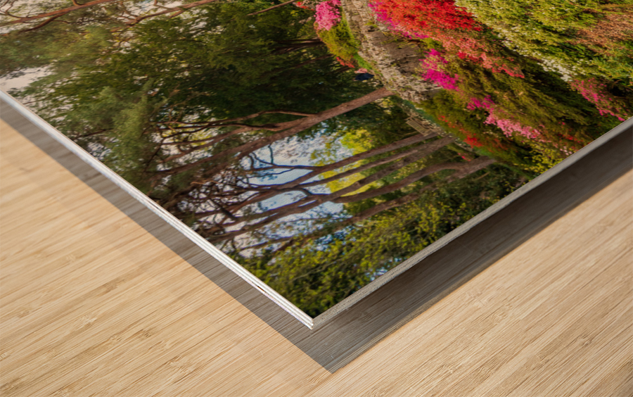 Stone bridge with Azaleas and Rhododendron trees Bodnant Wood print