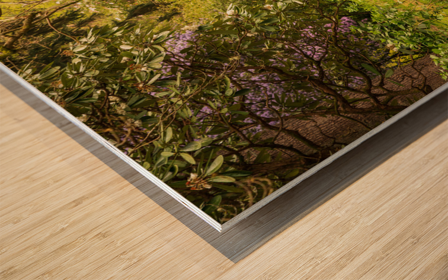 Azaleas and Rhododendron trees surround stream in spring Impression sur bois