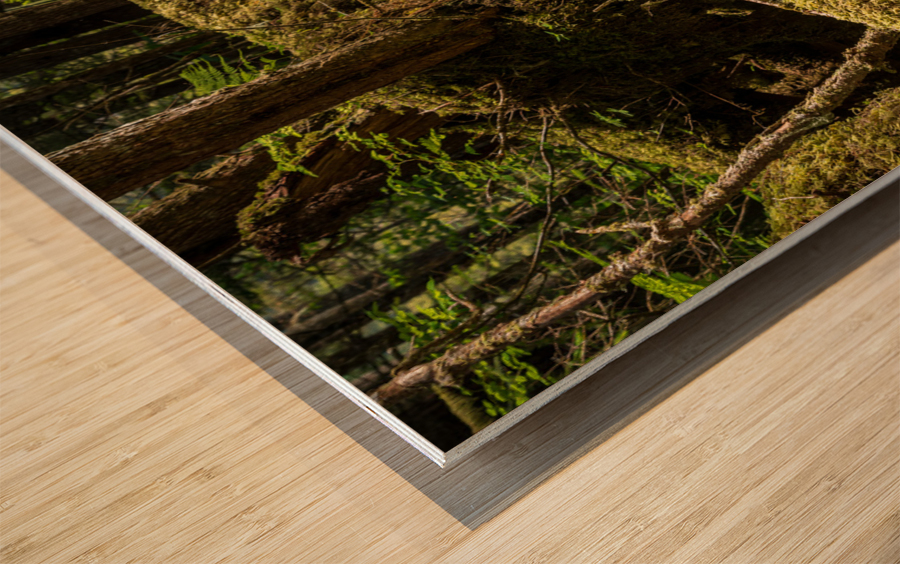 Dense vegetation in temperate rain forest in Alaska Wood print