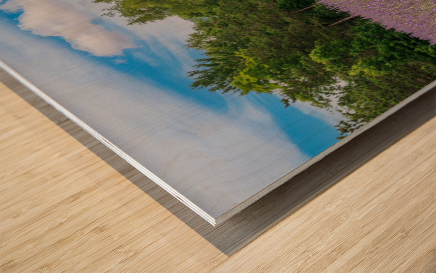 Lavender plants in blossom in early July with gazebo Wood print