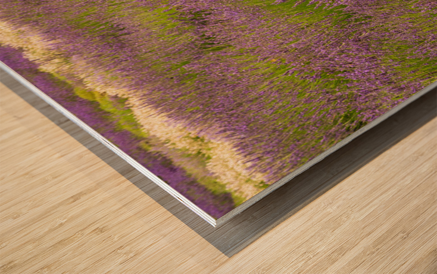 Lavender plants in blossom in early July in detail Wood print