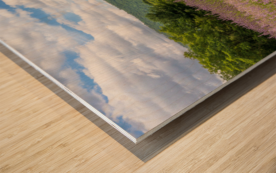 Lavender plants in blossom in early July with building Wood print