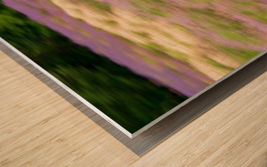 Blurred lavender plants in blossom in early July Wood print