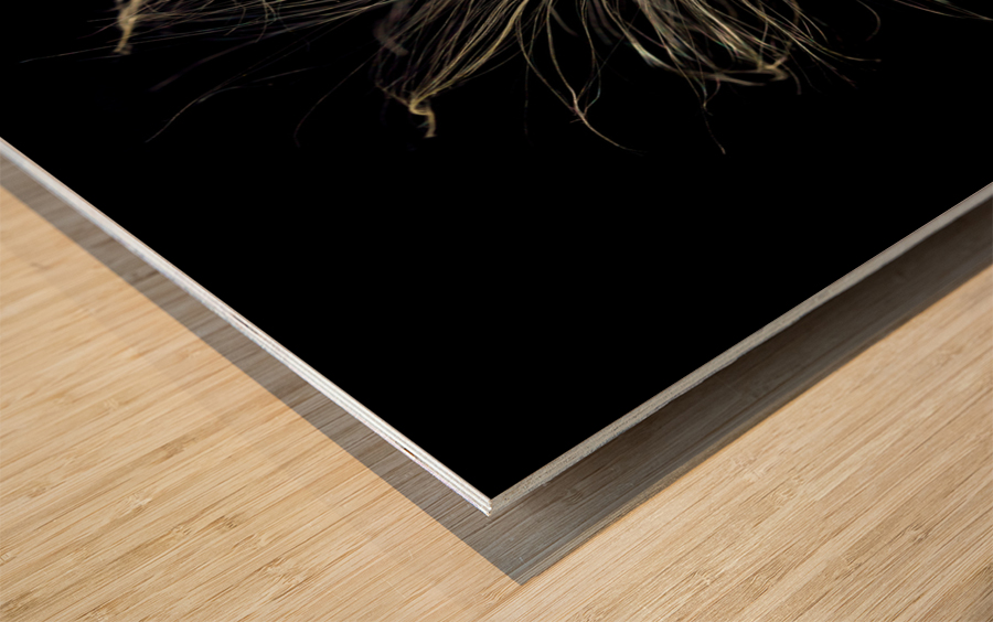 Macro photo of swamp milkweed seed pod Impression sur bois