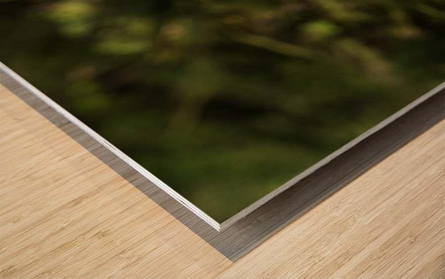 Close up of Snowy Owl against green rainforest Impression sur bois