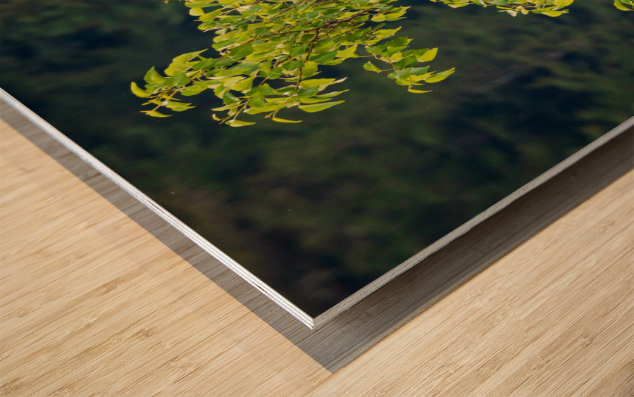 Wild brown or black bear cub high in tree in Alaska Wood print