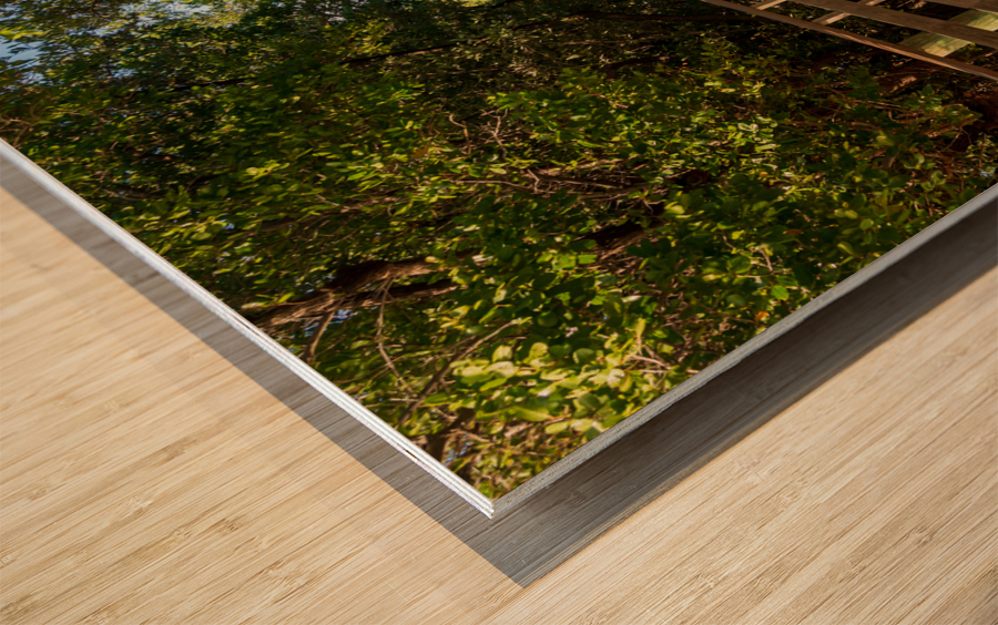 Florida Keys raised walkway  Wood print