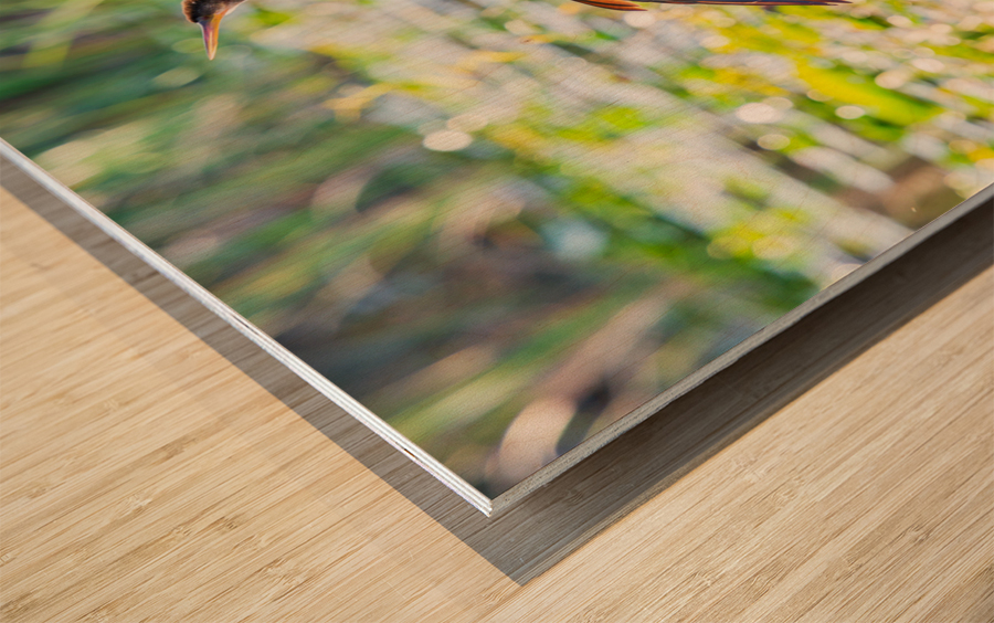 Anhinga bird drying its feathers in Everglades Wood print