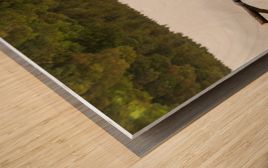 Reflection of branch in Coniston Water  Wood print