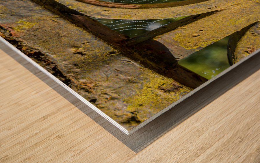 Dew glistening cobweb on gate Impression sur bois