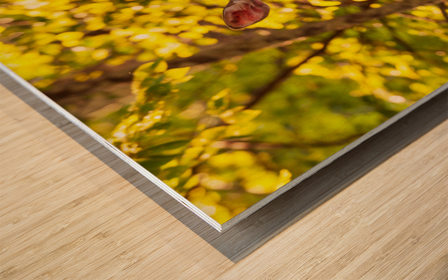 White tailed deer feeds at Big Meadow Wood print