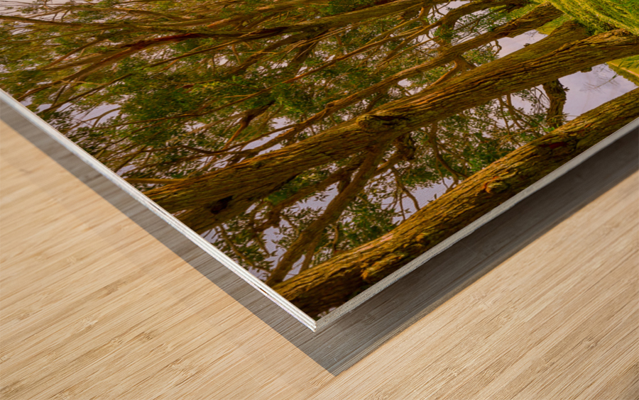 Famous Tree Tunnel of Eucalyptus trees Wood print