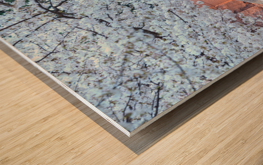 Cherry blossoms and Washington FDR monument Wood print