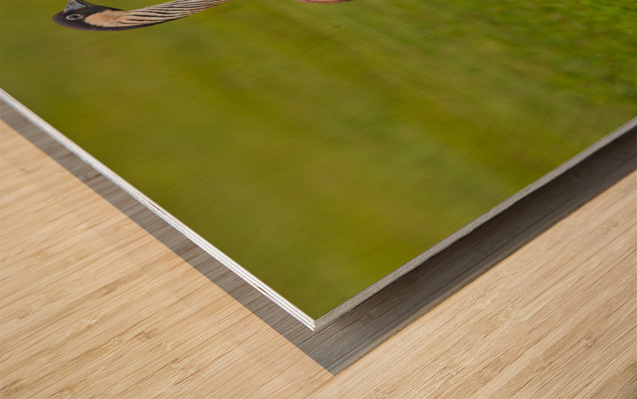 Pair of nene geese Wood print