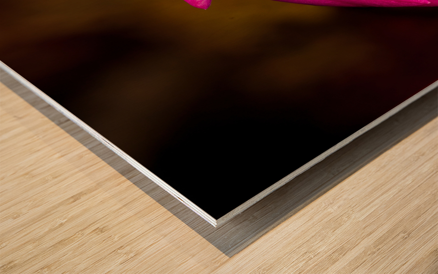 Christmas Cactus Flower  Wood print