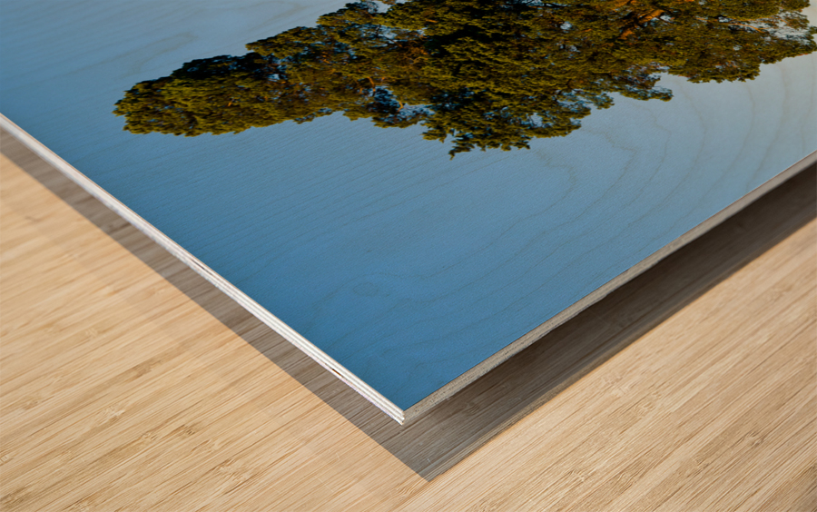 Large tree dominates small tree on hillside Wood print