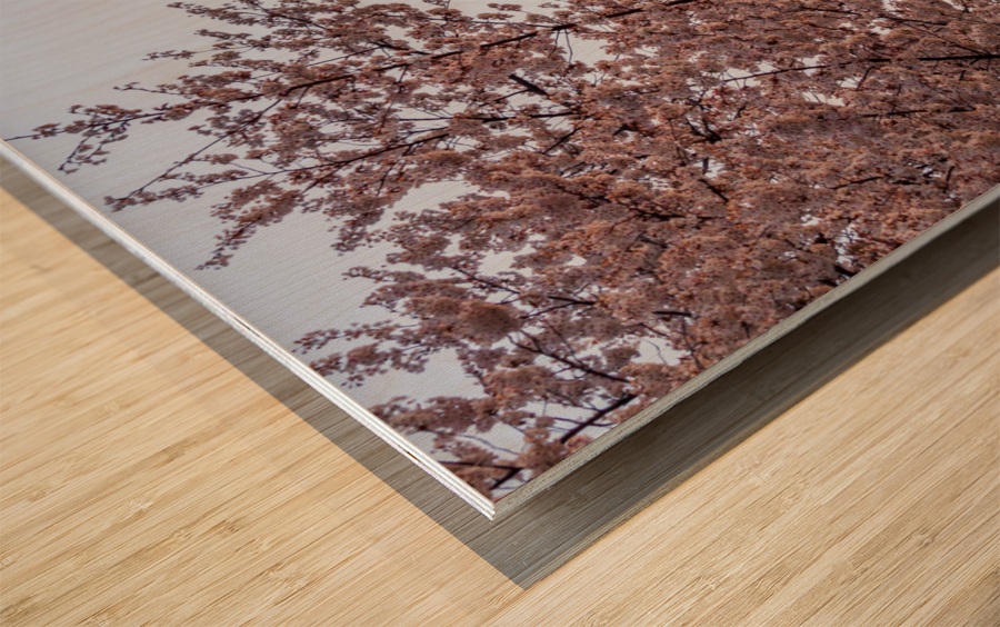 Cherry blossoms by the Capitol dome at dawn Wood print