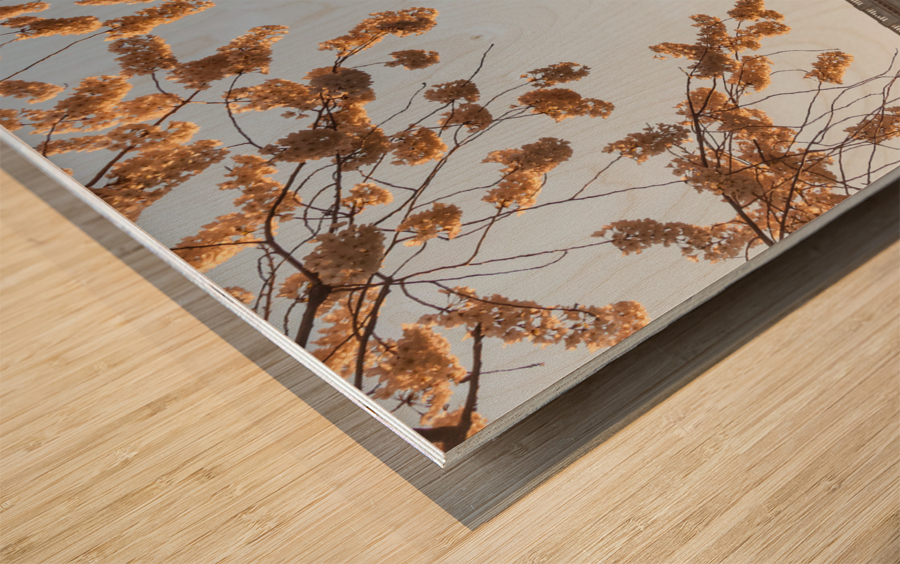 Cherry blossoms framing the Capitol Wood print