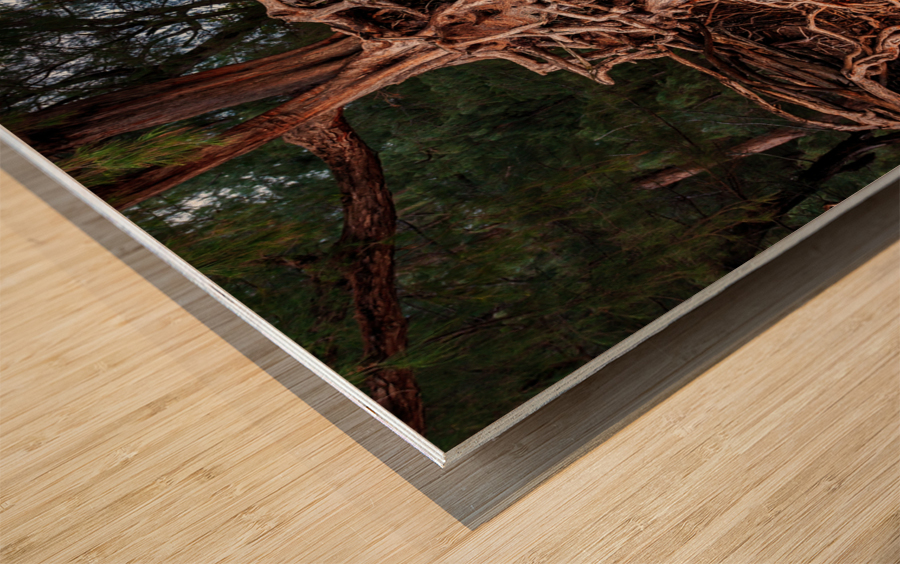 Storm erosion on tree roots at Kee beach Wood print