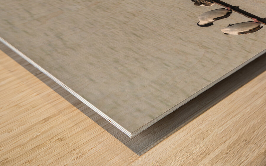 Colony of Imperial Cormorant seabirds in Punta Arenas Chile Impression sur bois